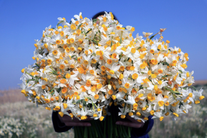 Soğuğa meydan okuyan nergisler doğayı renklendirdi