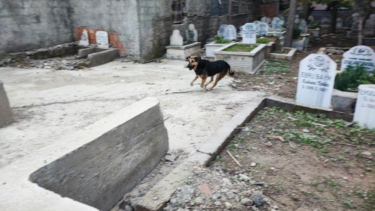 Adana Akkapı’da sokak köpekleri tedirgin etti 1 köpek yakalandı 2