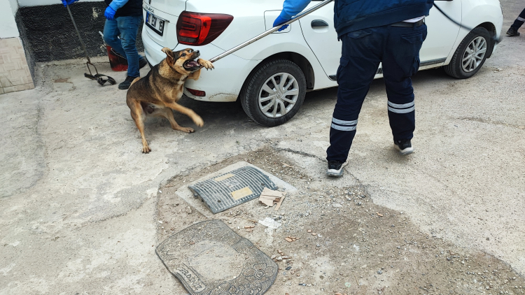 Adana Akkapı’da sokak köpekleri tedirgin etti 1 köpek yakalandı 4