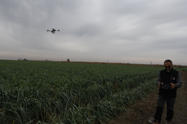 Mersin’de dronla gübreleme çiftçinin maliyetini düşürdü 3