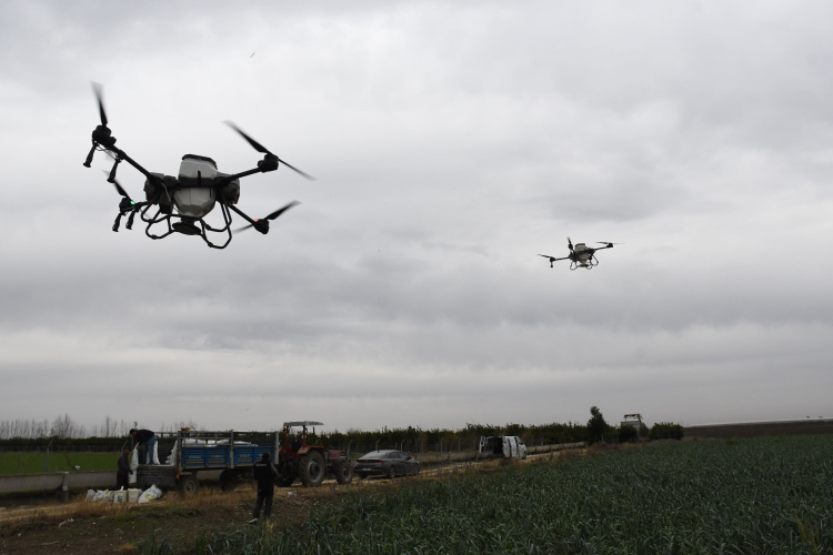Mersin’de dronla gübreleme çiftçinin maliyetini düşürdü 4