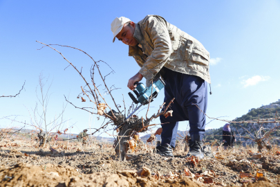 Mersin’de organik tarım desteği üretimi sürdürülebilir kılıyor