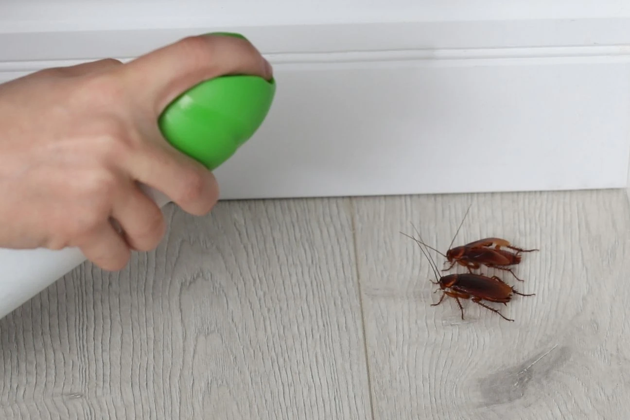 Böcekleri Evden Uzak Tutmanın 12 Etkili Yöntemi: Kimyasal İlaçlara Gerek Kalmadan Doğal Çözümler