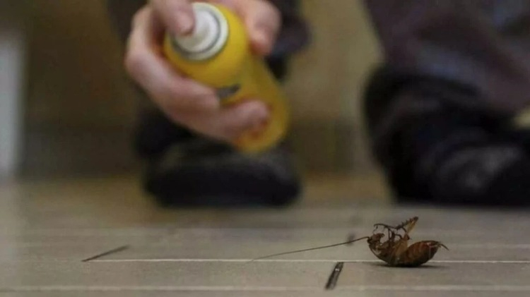 6. Nane Yağı ile Etkili Koruma