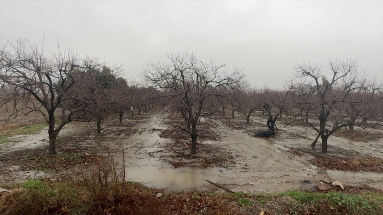 Osmaniye’de sağanak tarım arazilerini ve yolları göle çevirdi 4