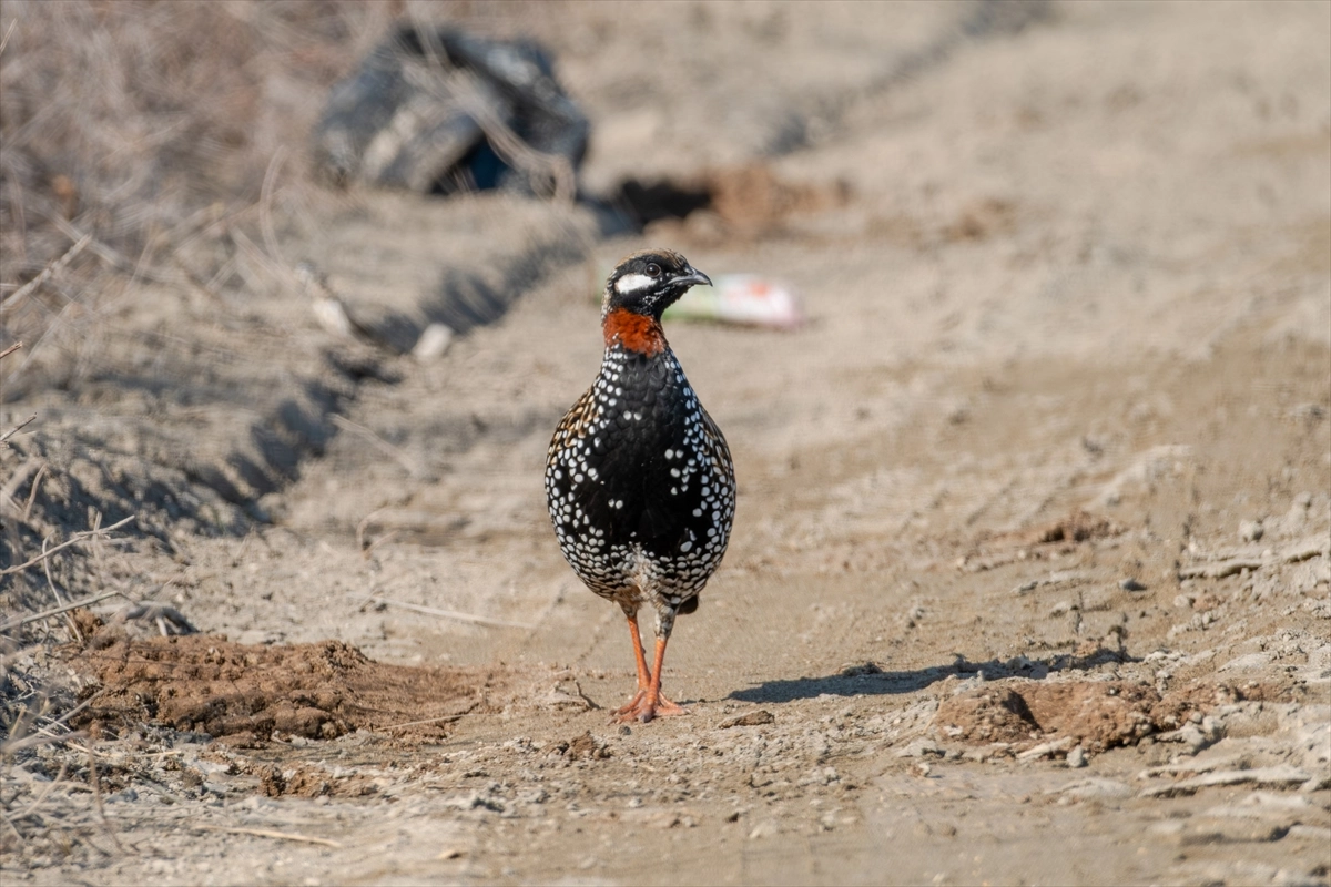 Çukurova lagünleri kışın da kuşların yaşam alanı oluyor