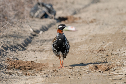 Çukurova lagünleri kışın da kuşların yaşam alanı oluyor