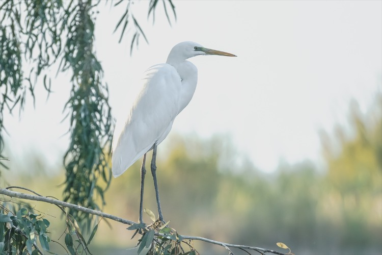 "BU SULAK ALANLAR BİYOÇEŞİTLİLİK AÇISINDAN ÇOK ÖNEMLİ"