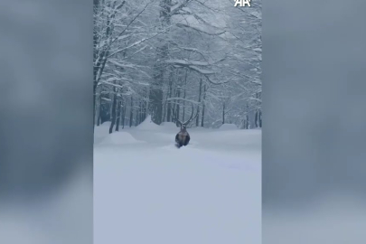 KARTEPE’DE KAR MANZARASIYLA BULUŞAN KIZIL GEYİK GÖRÜNTÜLENDİ