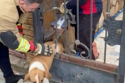Demir korkuluklara sıkışan köpek itfaiyenin müdahalesiyle hayatta kaldı