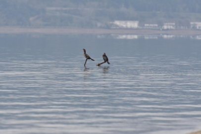 Sapanca Gölü'nde su seviyesi son yağışlarla yükseldi