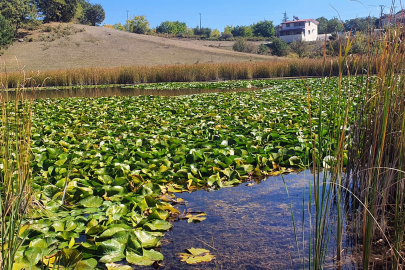 Endemik bitkilerin yurdu Yazıcık’ta madenciliğe yargı freni