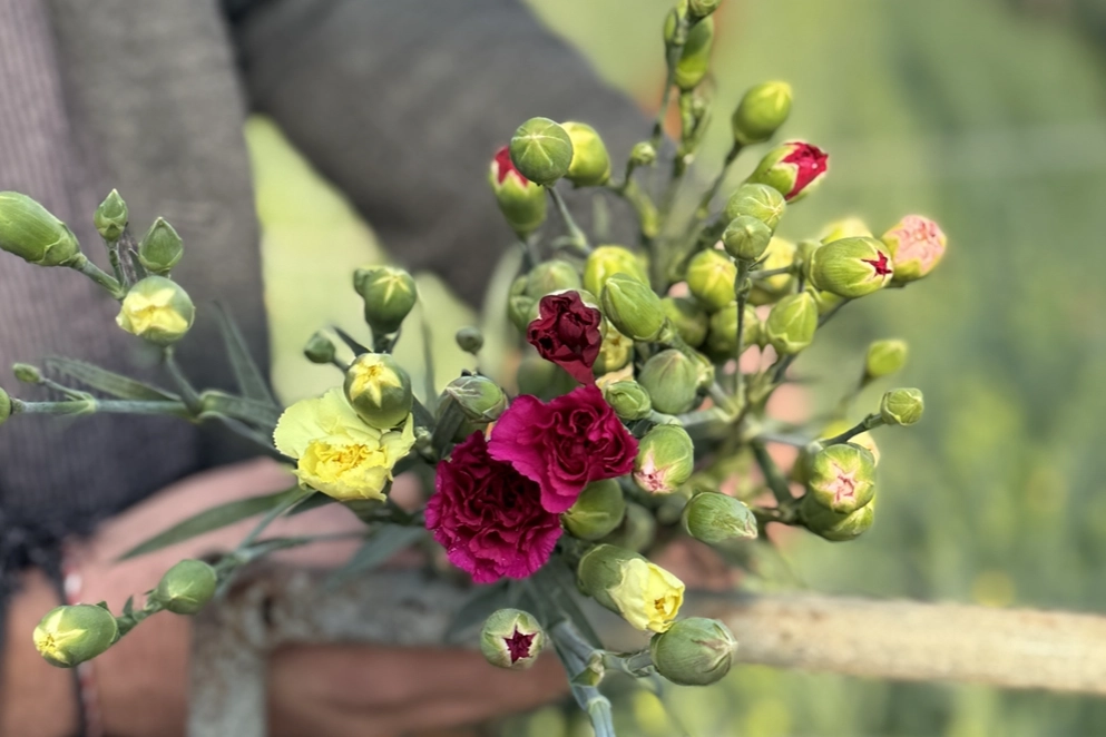 Türkiye'nin 4 yerli karanfil çeşidi 37 ülkeye ihraç ediliyor