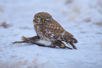 Bitlis'te doğanın çetin sınavı kamerada: Gündüz avlanan kukumav su çulluğunu pençesine aldı
