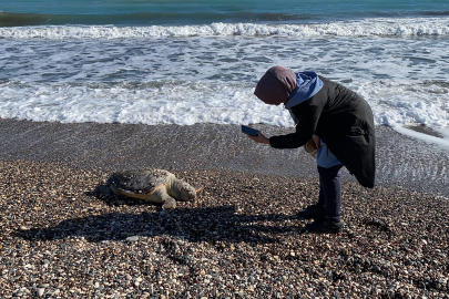 Erdemli sahilinde caretta caretta ölümleri endişe yarattı