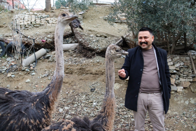 Osmaniye'de arkadaşının hediyesiyle başladığı deve kuşu yetiştiriciliğini çiftlikte sürdürmek istiyor