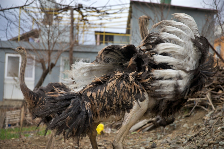 Osmaniye'de Aarkadaşının hediyesiyle başladığı deve kuşu yetiştiriciliğini çiftlikte sürdürmek istiyor 2