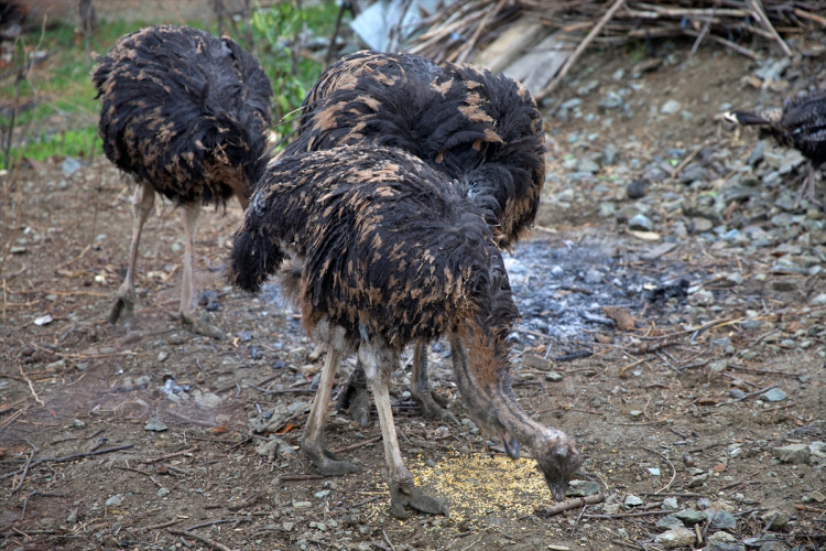 Osmaniye'de Aarkadaşının hediyesiyle başladığı deve kuşu yetiştiriciliğini çiftlikte sürdürmek istiyor 3
