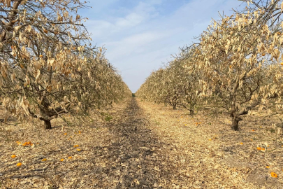 Adana’da eksi derece uyarısı: Tarım alanlarında kritik üç gece