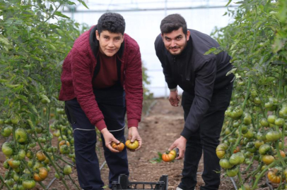 Devlet desteğiyle kurulan seralarda ilk hasat