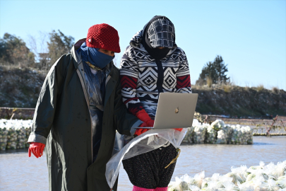 Osmaniye Kadirli’de turp işçilerinden AA’nın “Yılın Kareleri” oylamasına katılım