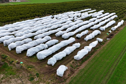 Adanada zirai dondan korunmak için limon bahçesine fileli önlem