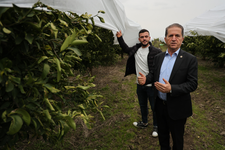 Adanada zirai dondan korunmak için limon bahçesine fileli önlem 4