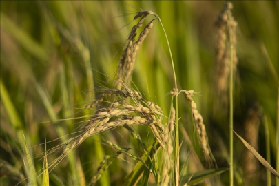 TMO, çeltik alım fiyatlarını açıkladı