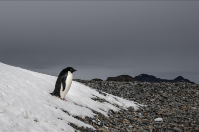 “NİHİLİST PENGUEN” OLAYI NEDİR? SOSYAL MEDYADA VİRAL OLAN HİKÂYE SİYASETE KADAR UZANDI