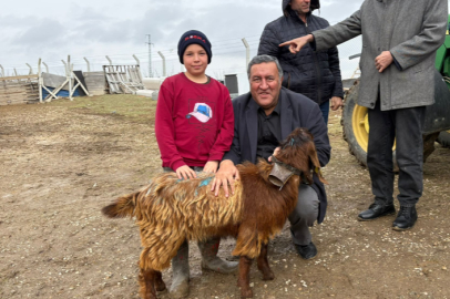 Gürer: Üretici yalnız bırakıldı, hayvancılık kan kaybediyor