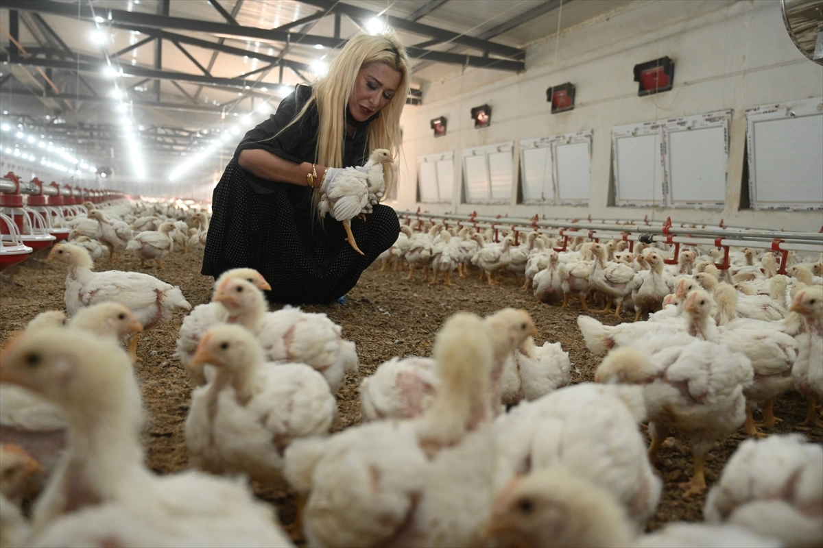 Kadın girişimcinin tavuk çiftliği kurma hayali devlet desteğiyle gerçeğe dönüştü