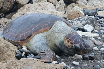 Mersin sahillerine 15 günde 7 caretta caretta vurdu