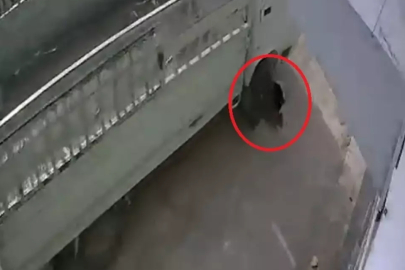 Adana’da kedilerin üzerinden geçtiği iddia edilen sürücüye barınakta çalışma cezası