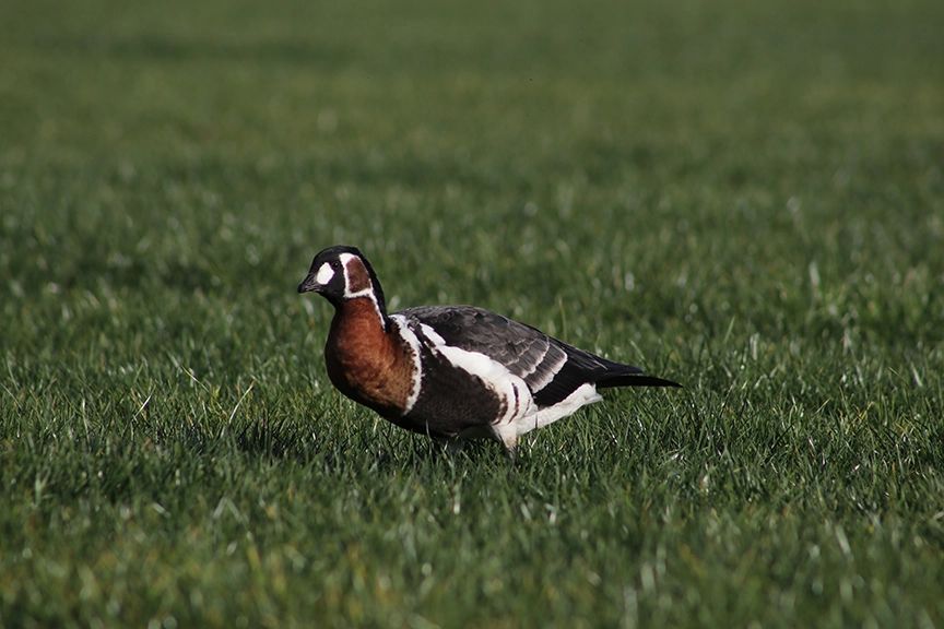 RİZE’DE SİBİRYA KAZI GÖRÜNTÜLENDİ