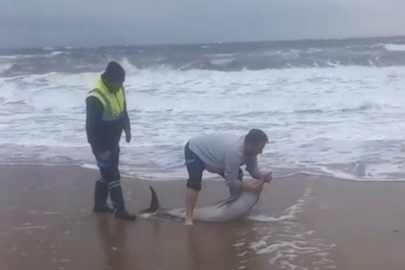 Ayvalık'ta karaya vuran yunusu vatandaşlar kurtardı