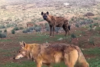 Hatay’da milyonda bir görüntü: Çizgili sırtlan kurtların arasından geçti