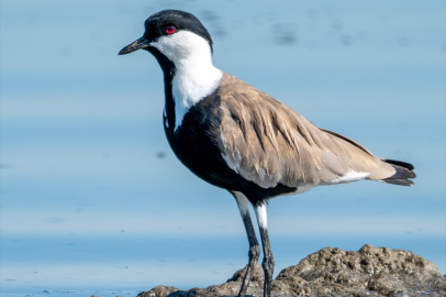 Adana, Hatay, Mersin, Kayseri, Osmaniye ve Niğde’de 287 bin su kuşu sayıldı