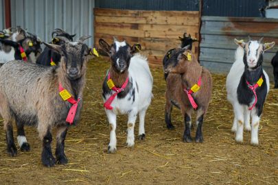 Evcil hayvanlara yeni alternatif: Kedi köpeğin yerini ‘cüce keçi’ alabilir