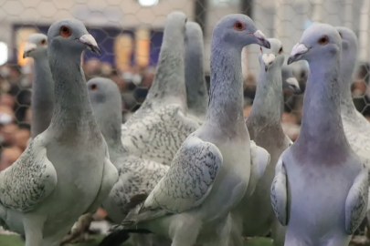 Gaziantep, 29. Türkiye Filo Güvercin Güzellik Festivali’ne ev sahipliği yaptı