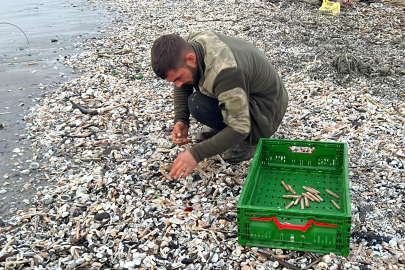 Mersin’de fırtınanın ardından binlerce kargı midyesi sahile vurdu