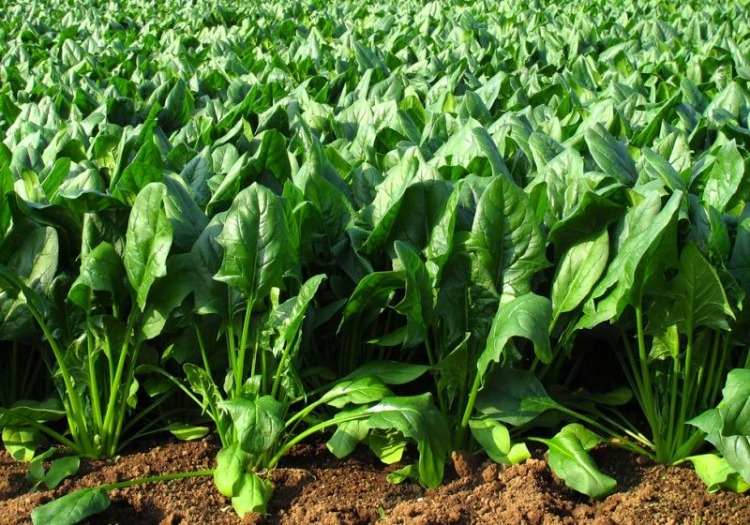 Asıl pişirme aşaması