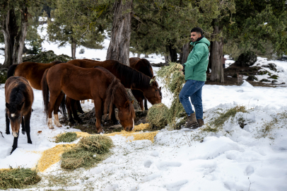 Karboğazı’nda aç kalan yılkı atlarına kış desteği