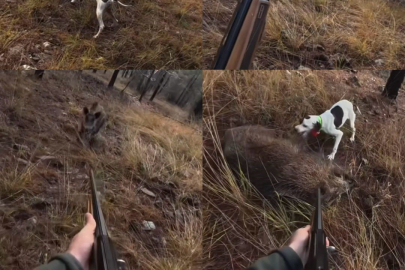 Mersin’de av sırasında domuz saldırısı kamerada