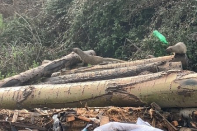 Mersin Erdemli’de merkeze yakın noktada sansar ailesi görüldü