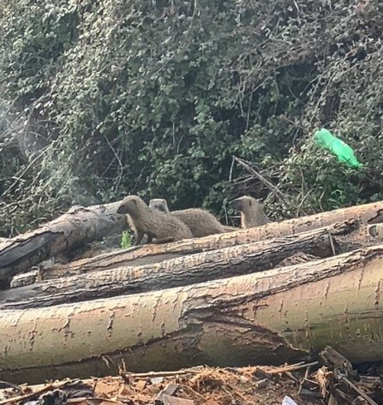 Mersin Erdemli’de merkeze yakın noktada sansar ailesi görüldü 2