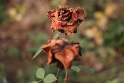 Sevgililer günü öncesi Adana’da güller kurudu