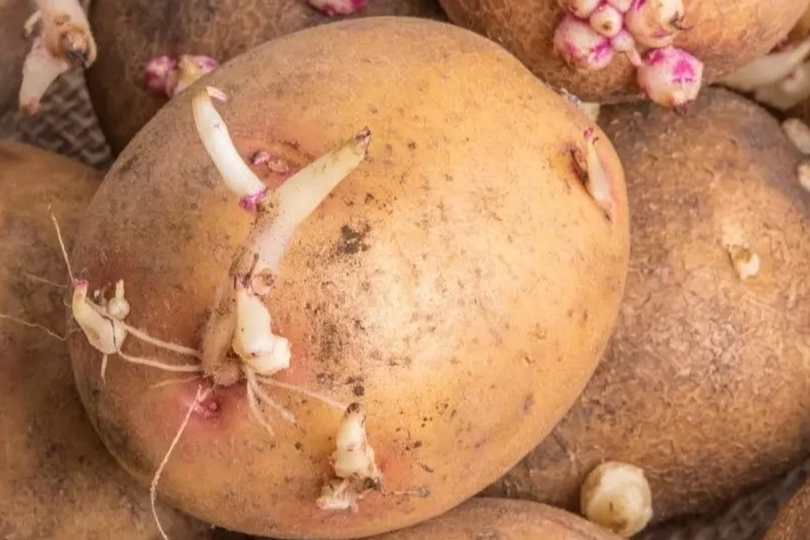FİLİZLENMİŞ PATATES YENİR Mİ? ZEHİRLİ Mİ, NE ZAMAN ÇÖPE ATILMALI?