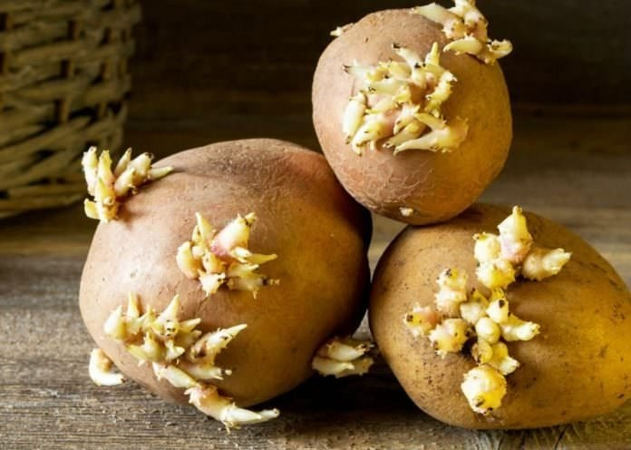 Filizlenen Patates Neden Riskli?