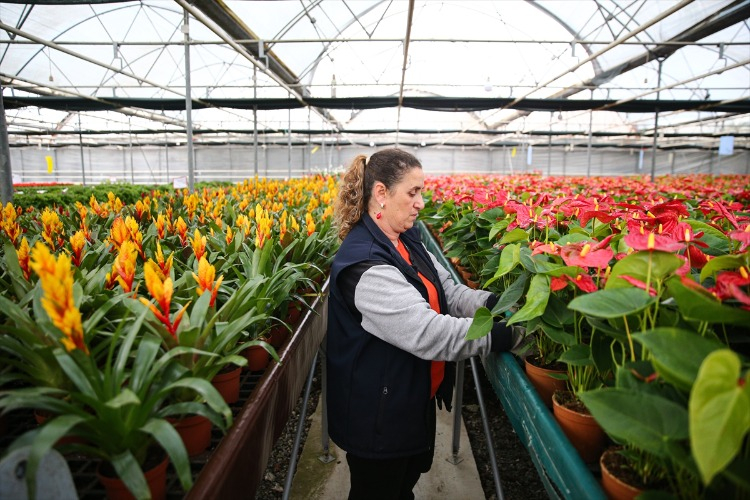 Sevgililer Günü İçin Orkide Satışı Zirvede