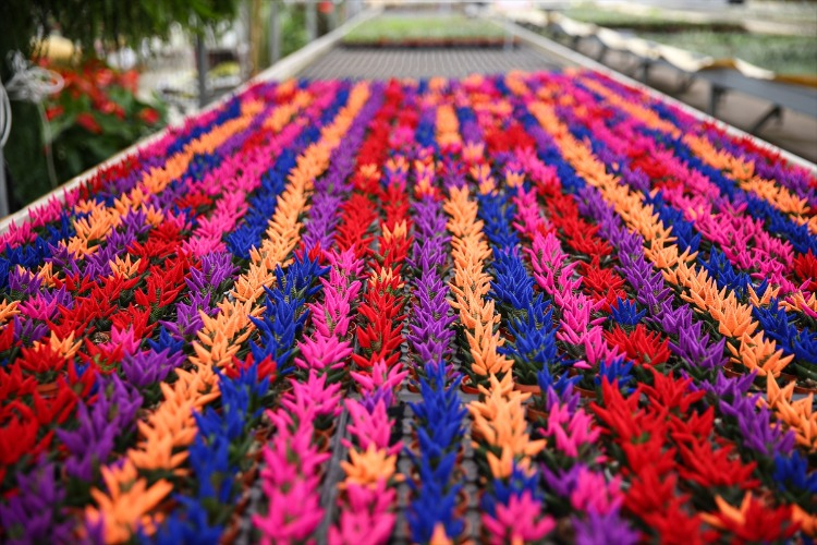 Mersin’de 600 Koli Çiçek Satışta